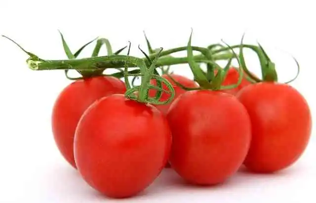 토마토꼬꼬떼004.webp