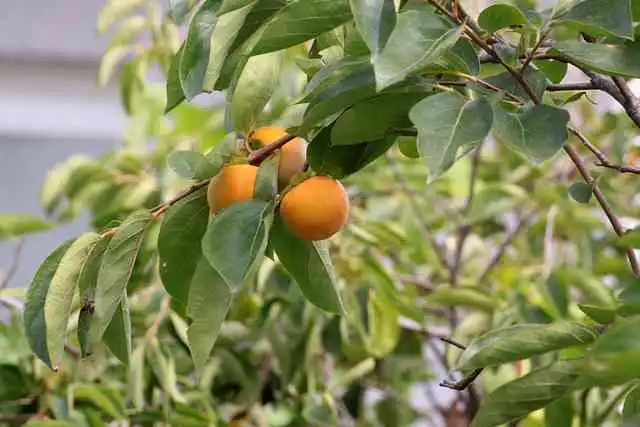 산청단감005.webp