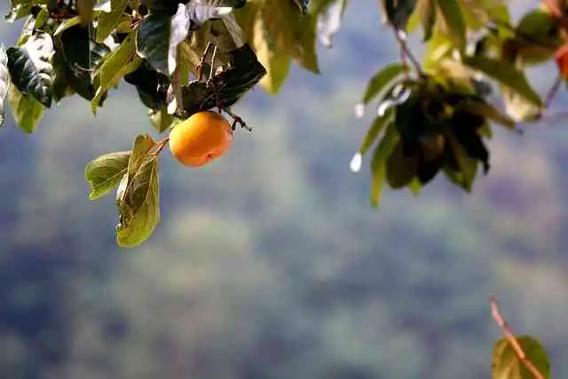 산청단감008.webp